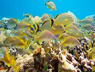 El Arrecife de Coral El Meco